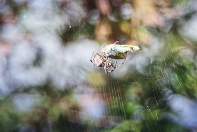 Close-up of spider with prey on web
