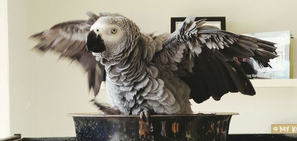 Close-up portrait of african grey parrot perching in container