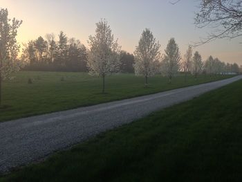 Trees on grassy field