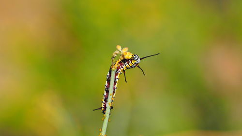 Close-up of insect on flower