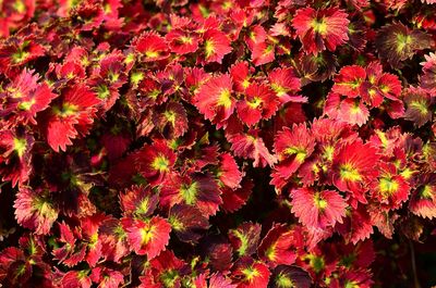 Close-up of red flowering plant