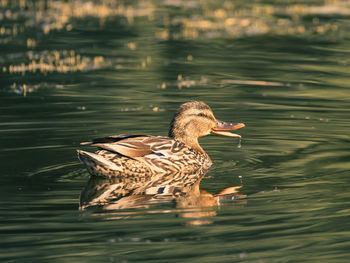 Duck swimming in lake