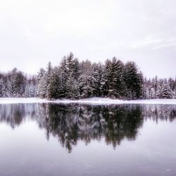 Trees by calm lake against sky