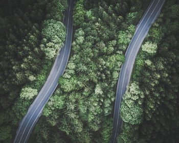 High angle view of trees in forest