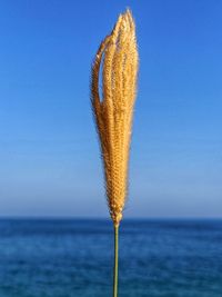 Close-up of feather against sea against blue sky