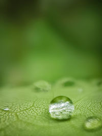 Close-up of water drops on leaf