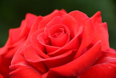 Close-up of red rose