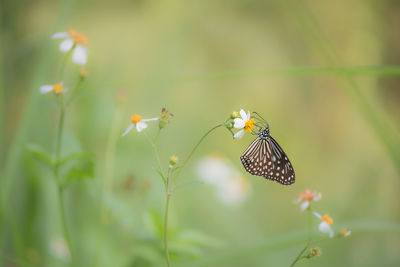 Close-up of butterfly pollinating on flower