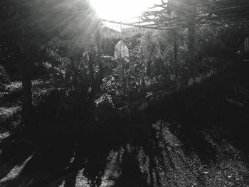 Panoramic view of trees in forest