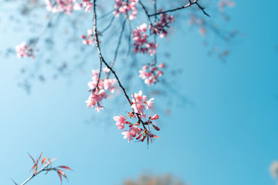 Pink cherry blossoms in spring