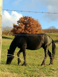 Horse grazing on field against sky