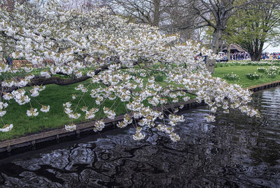 View of cherry blossom in park