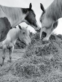 Horses in the field