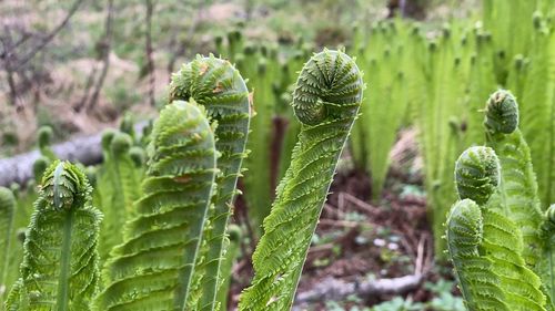 Close-up of fresh green plants