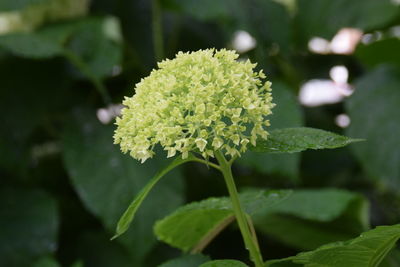 Close-up of flowering plant