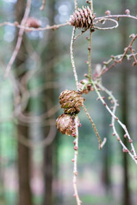 Close-up of flowering plant against blurred background
