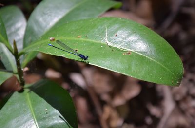 Close-up of insect on leaf