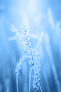 Close-up of stalks against blurred background