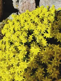 Close-up of yellow flowering plant