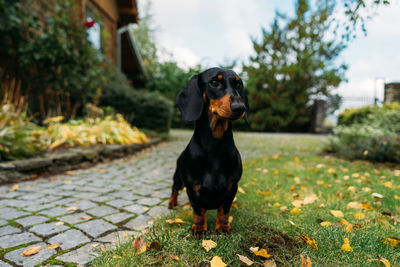 Black dog looking away on footpath