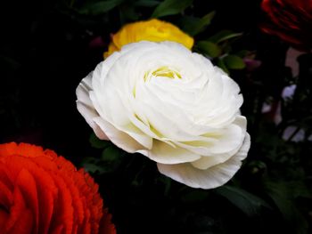 Close-up of white rose