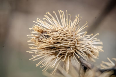 Spring has arrived when these sharp prickly thistled sticking to everything. an invasive species. 