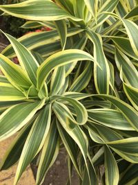 High angle view of leaves on field