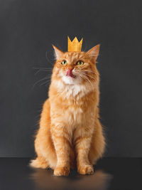 Cute ginger cat with golden crown on head posing like lion on black background. 