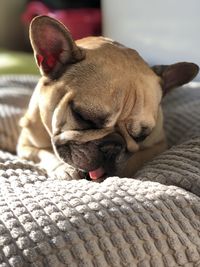 Close-up of a dog sleeping on bed