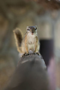 Portrait of squirrel on wood