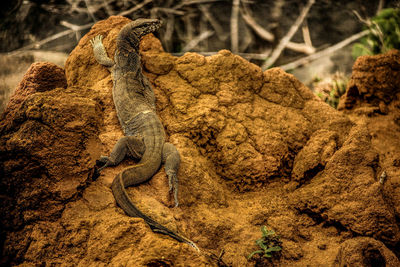 High angle view of lizard