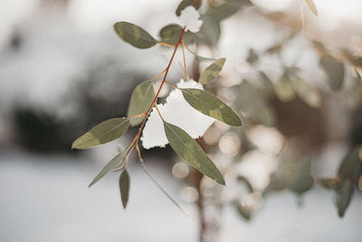 Close-up of leaves on plant