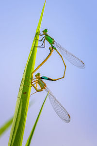 Close-up of dragonfly on plant against blue sky