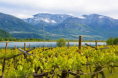 Plants growing by mountains against sky