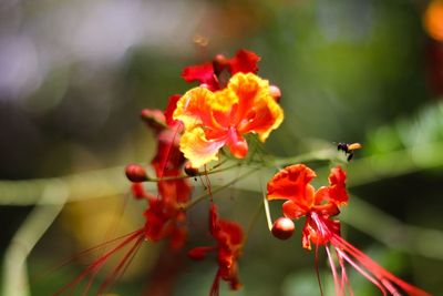 Close-up of red flowering plant