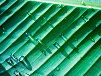 Full frame shot of water drops on leaf