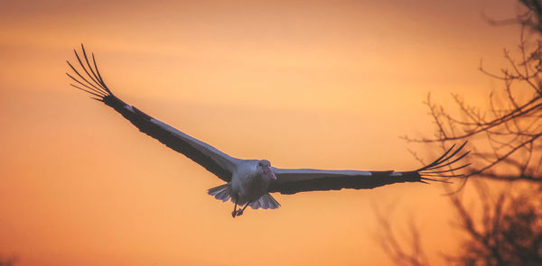 Low angle view of bird flying against sky during sunset