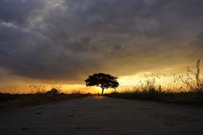 Silhouette trees on beach against dramatic sky