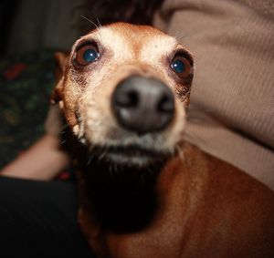 Close-up portrait of dog at home