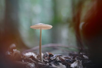 Close-up of mushroom growing in forest