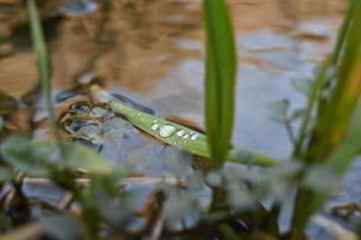 Close-up of a turtle in water