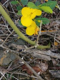 Close-up of yellow flower on field