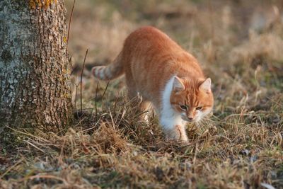 Close-up of cat walking on grassy field