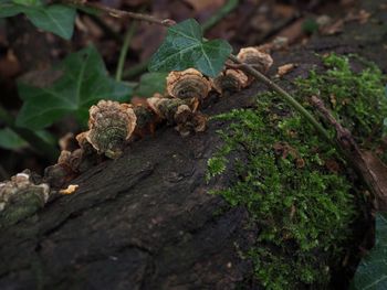 Close-up of mushroom growing on tree in forest