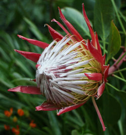 Close-up of flower