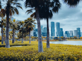 Palm trees on field against sky