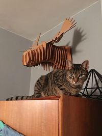 Low angle view of cat on wall