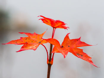 Red maple leaf on tree during autumn