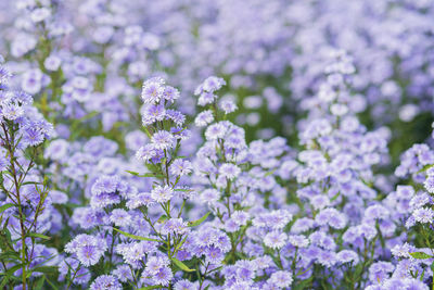 Close-up of purple flowering plants on field