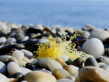 Close-up of stones on beach